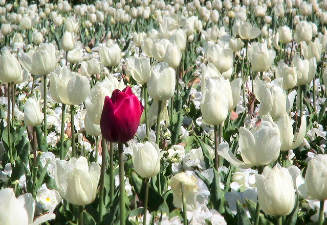 one-red-flower-1379611-639x440